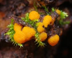 Attēlu rezultāti vaicājumam “Willkommlangea reticulata young”