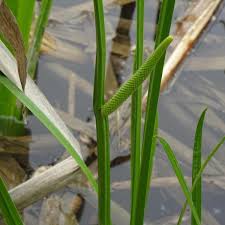 Image result for Acorus calamus
