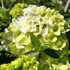 Attēlu rezultāti vaicājumam “Cinclidium stygium macro”