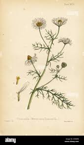 Attēlu rezultāti vaicājumam “Matricaria chamomilla”