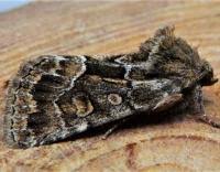 Attēlu rezultāti vaicājumam “Thalpophila matura”