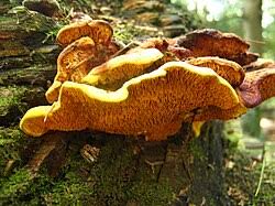 Attēlu rezultāti vaicājumam “Pseudomerulius aureus”