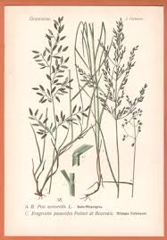 Attēlu rezultāti vaicājumam “Poa nemoralis”