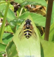Attēlu rezultāti vaicājumam “Dasysyrphus tricinctus”