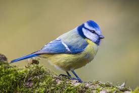 Image result for Cyanistes caeruleus