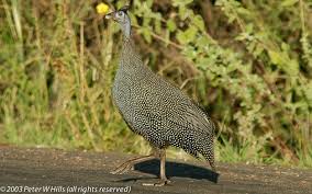 Attēlu rezultāti vaicājumam “Numida meleagris adult”