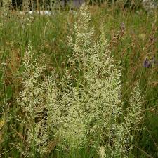 Attēlu rezultāti vaicājumam “Trisetum flavescens flower”
