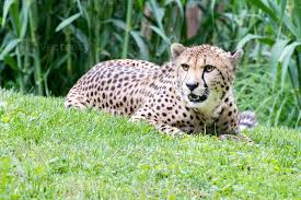 Afbeeldingsresultaat voor cheeta