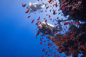 Image result for Manta Divers Sub-Aqua Club