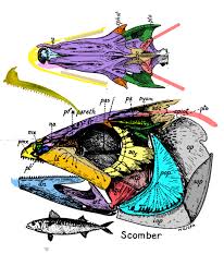 Image result for Scomberomorus cavalla