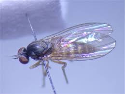 Attēlu rezultāti vaicājumam “Agathomyia wankowiczii”