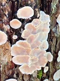 Attēlu rezultāti vaicājumam “Aleurodiscus amorphus”