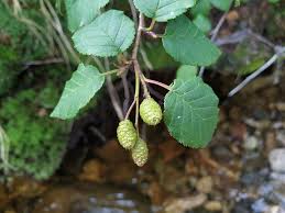 Attēlu rezultāti vaicājumam “Alnus”