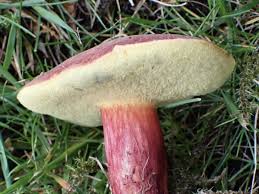 Attēlu rezultāti vaicājumam “Xerocomus rubellus”