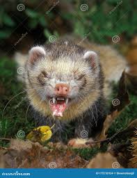 Attēlu rezultāti vaicājumam “Mustela putorius”