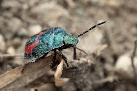 Attēlu rezultāti vaicājumam “Jalla dumosa”