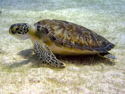 Image result for Chelonia mydas