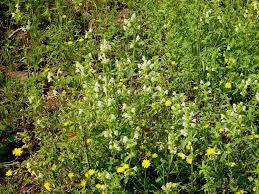 Image result for Galeopsis segetum