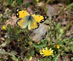 Attēlu rezultāti vaicājumam “Colias croceus underside”