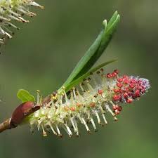 Attēlu rezultāti vaicājumam “Salix purpurea male flower”