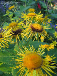 Attēlu rezultāti vaicājumam “Telekia speciosa bud”