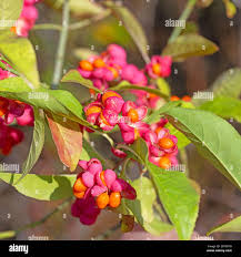 Attēlu rezultāti vaicājumam “Euonymus europaeus fruit”