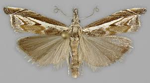 Attēlu rezultāti vaicājumam “Platytes alpinella”