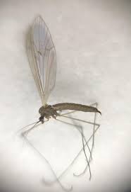 Attēlu rezultāti vaicājumam “Trichocera regelationis”