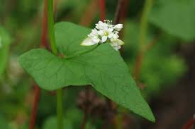 Attēlu rezultāti vaicājumam “Fagopyrum esculentum leaf”