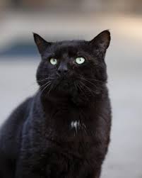 Image result for Black Cat Sac