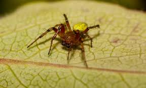 Attēlu rezultāti vaicājumam “Araniella male”