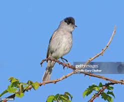 Attēlu rezultāti vaicājumam “Sylvia atricapilla”