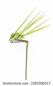 Attēlu rezultāti vaicājumam “Erodium cicutarium fruit”