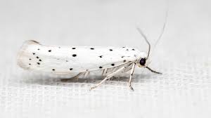 Attēlu rezultāti vaicājumam “Yponomeutidae”