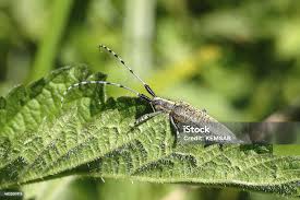 Attēlu rezultāti vaicājumam “Agapanthia villosoviridescens”