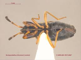 Attēlu rezultāti vaicājumam “Scolopostethus thomsoni”