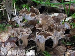 Attēlu rezultāti vaicājumam “Pseudocraterellus”