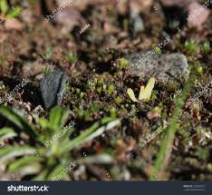 Attēlu rezultāti vaicājumam “Clavaria argillacea”