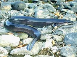 Image result for Anguilla rostrata