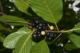 Attēlu rezultāti vaicājumam “Frangula alnus fruit”