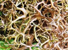 Attēlu rezultāti vaicājumam “Cetraria aculeata”