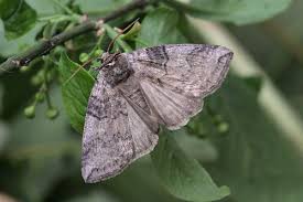 Attēlu rezultāti vaicājumam “Tethea or”