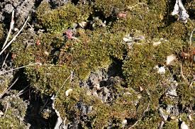 Attēlu rezultāti vaicājumam “Bryum rubens”