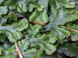 Attēlu rezultāti vaicājumam “Harpanthus scutatus”