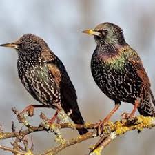 Attēlu rezultāti vaicājumam “Sturnus vulgaris male”