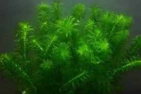 「水蘊草」的圖片搜尋結果