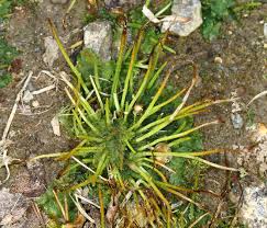 Attēlu rezultāti vaicājumam “Phaeoceros laevis subsp. carolinianus”