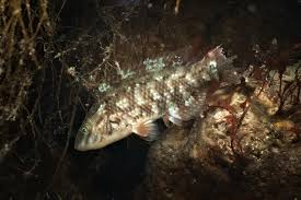 Image result for Symphodus melops