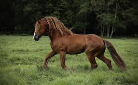 Image result for chestnut friesian