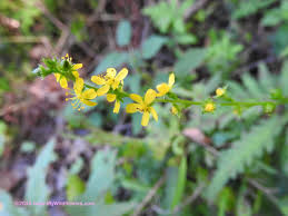 Attēlu rezultāti vaicājumam “Agrimonia pilosa flower”